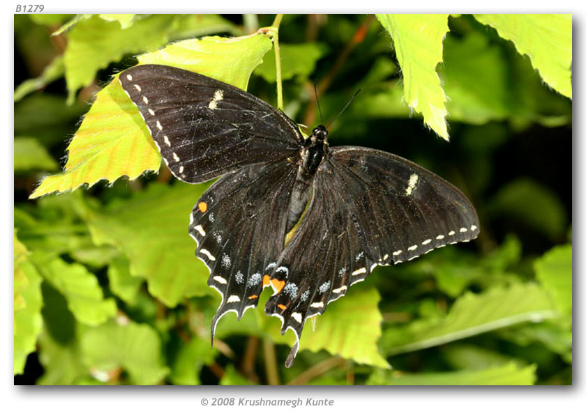 Papilio appalachiensis female (aberrant, live, Spruce Knob National Rec Area, Pendleton Co., WV, 5-30-2006) (Internet Image property of respective owner, non-commercial use only)